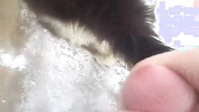 Zoo dog sex: dog sex full video