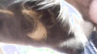 Zoo dog sex: dog sex full video