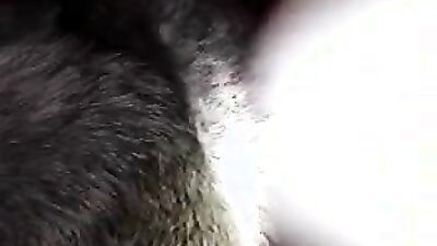 Zoo video: project grindhound art of zoo