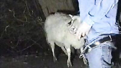 Dog's porn: bestiality 3d rule 34 videos