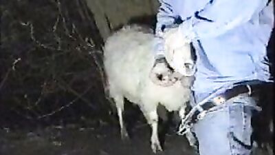 Dog's porn: bestiality 3d rule 34 videos