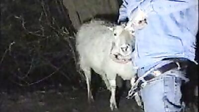 Dog's porn: bestiality 3d rule 34 videos