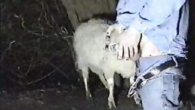 Dog's porn: bestiality 3d rule 34 videos