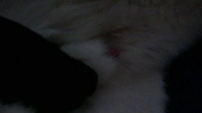 Dog fuck girls fucking: zoo animal porn videos