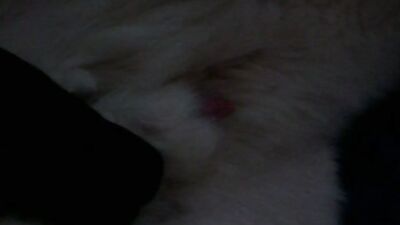 Dog fuck girls fucking: zoo animal porn videos