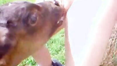 Bestiality sex: xxx video animal porn