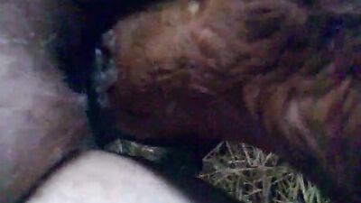 Zoo sex porn: catnap dog porn
