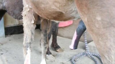 Dog porn: zoo porn videos omegle