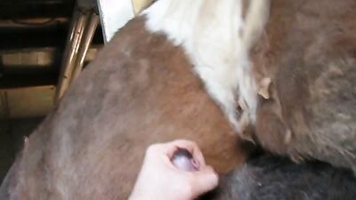 Dog porn: zoo porn videos omegle
