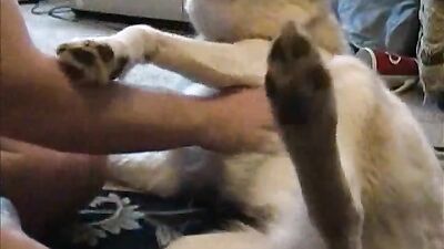 Bestiality manga: zoo porn cumshot