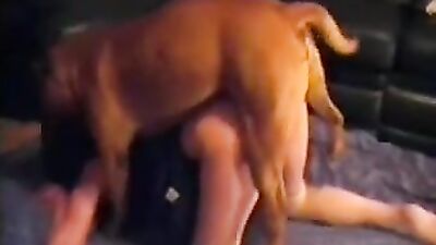Zoo dog porn: beautiful dog sex