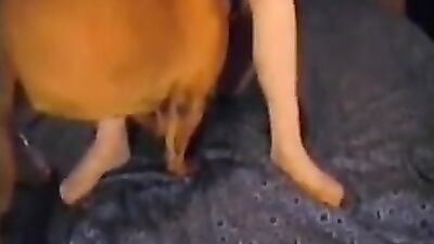 Zoo dog porn: beautiful dog sex