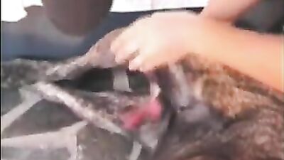 Dog sex porn: a schoolgirl has sex with a dog