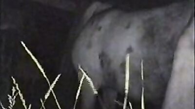 Animal cross porn: dog and girl porno