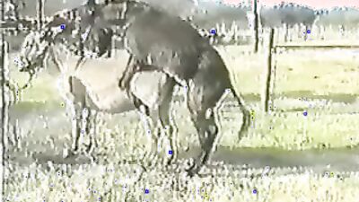 Bestiality sex id: https animal sex video url