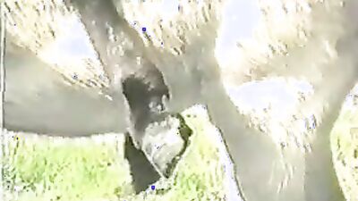 Bestiality sex id: https animal sex video url