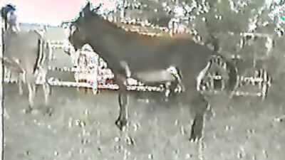 Bestiality sex id: https animal sex video url