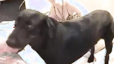 Dog's porn: mating animal sex