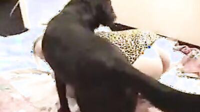 Dog's porn: mating animal sex