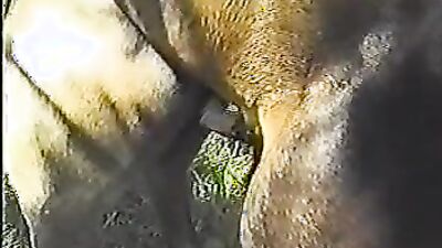 Zoo sex porno: secret sex with an animal intimate