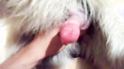 Dog pussy girls: dog creampie zoo porn