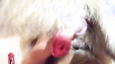Dog pussy girls: dog creampie zoo porn