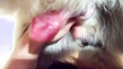 Dog pussy girls: dog creampie zoo porn