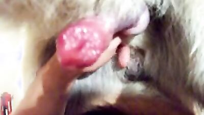 Dog pussy girls: dog creampie zoo porn