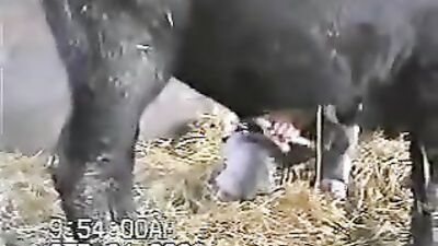 2 dogs 1 girl: zoo sex webcam