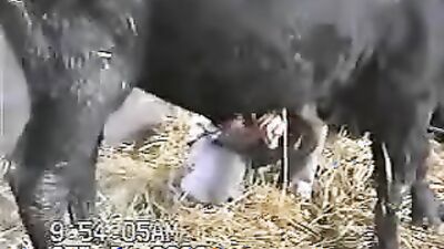 2 dogs 1 girl: zoo sex webcam