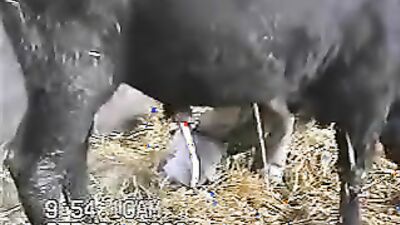 2 dogs 1 girl: zoo sex webcam