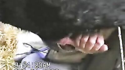 2 dogs 1 girl: zoo sex webcam