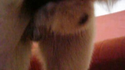 Zoo porn video: animal porn sites