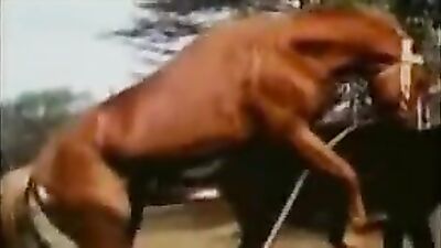 Bestiality hentai manga: cat in dog porn hob