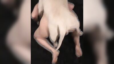 Boy girl dog: art of zoo porn anal