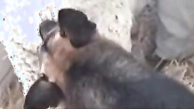 Dog girl: fox zoo porn