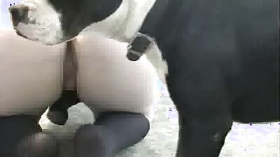 Zoo porn man: group zoo porn