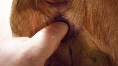 Women's dog sex: silesto zoophilia