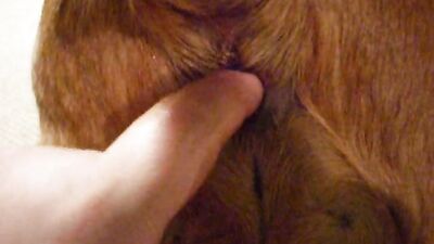Women's dog sex: silesto zoophilia