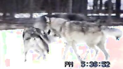 Gay zoo porn: animal porn comix