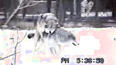 Gay zoo porn: animal porn comix