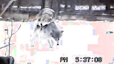 Gay zoo porn: animal porn comix