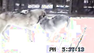 Gay zoo porn: animal porn comix
