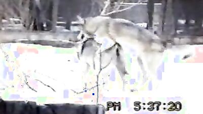 Gay zoo porn: animal porn comix