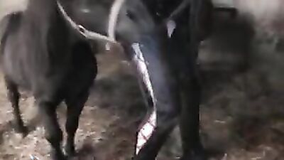 Dog's porn: xxx game animals porn