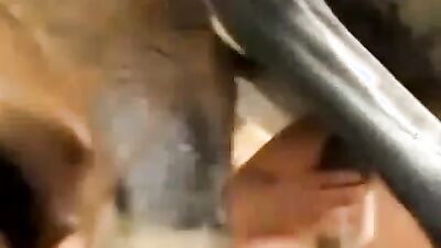 Zoophilia video: mother bestiality
