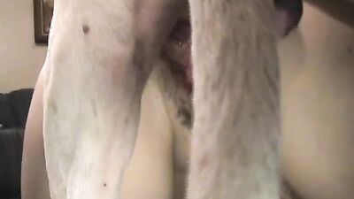 Dog sex porn: active dog porn