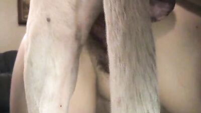 Dog sex porn: active dog porn