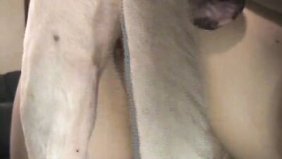 Dog sex porn: active dog porn