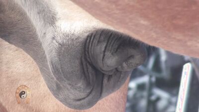 Zoophilia video: parking dog porn